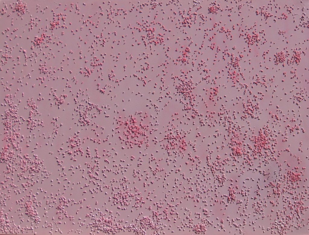 Pink Sands Beach, Harbour Island, Bahamas